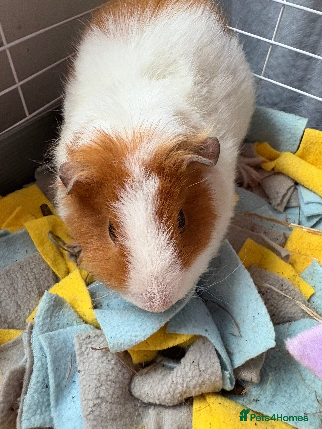 Guinea Pig rodents for sale: 2 6 month old female Guineapigs  - Advert 2