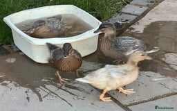 Ducks poultry for sale: CALL DUCKS (FEMALE) - Image 1