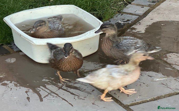 Ducks poultry - Advert 1