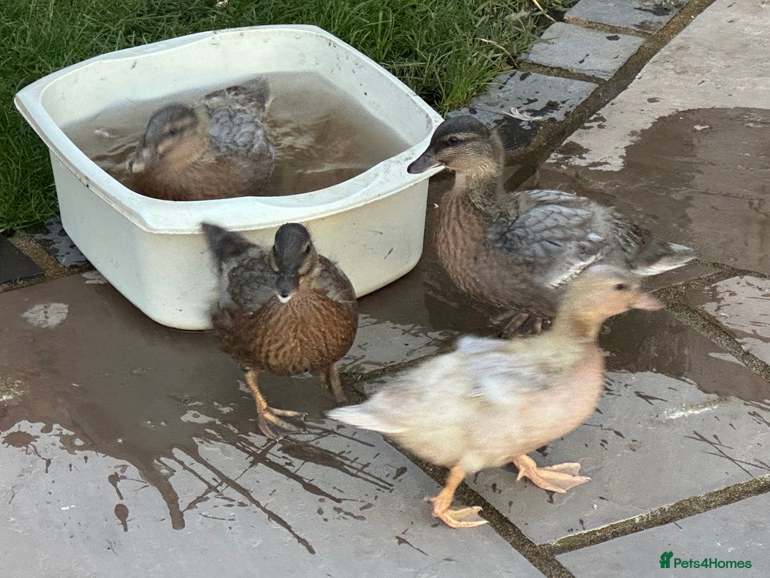 Ducks poultry for sale: CALL DUCKS (FEMALE) - Image 1