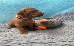 Hungarian Vizsla dogs for sale: Gorgeous KC reg Hungarian Vizsla puppies - Image 19