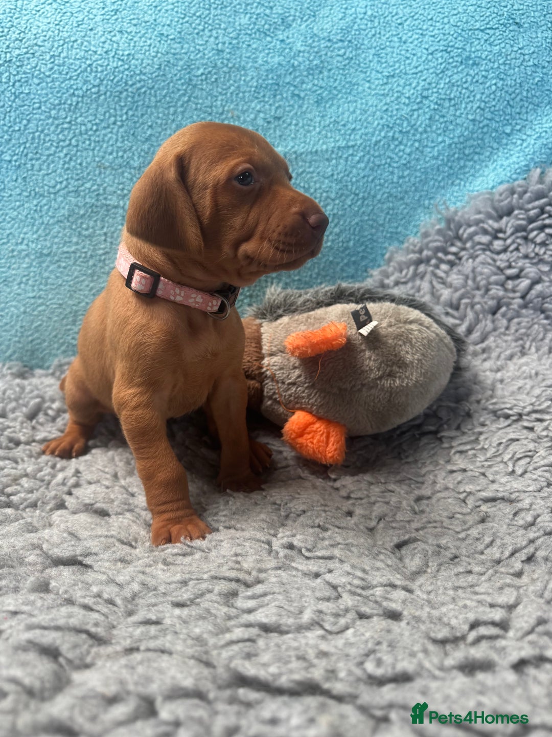 Hungarian Vizsla dogs for sale: Gorgeous KC reg Hungarian Vizsla puppies - Image 19