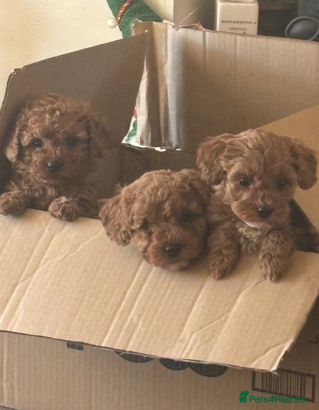 Cavapoo dogs for sale: Toy Cavapoo F1B Health dna tested - Advert 4