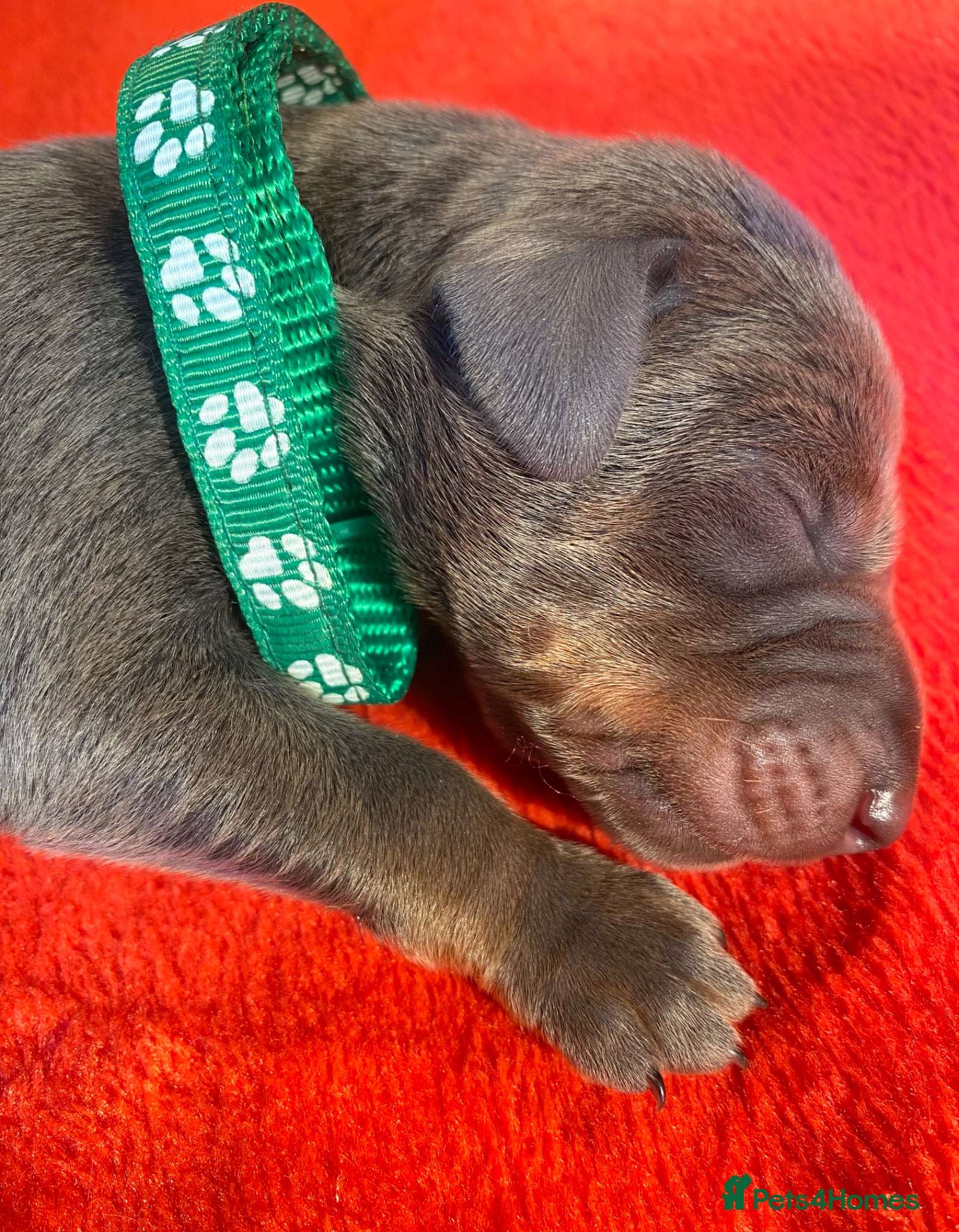 Dobermann dogs *KC REGISTERED* HEALTH TESTED DOBERMAN PUPPIES* - Advert 2