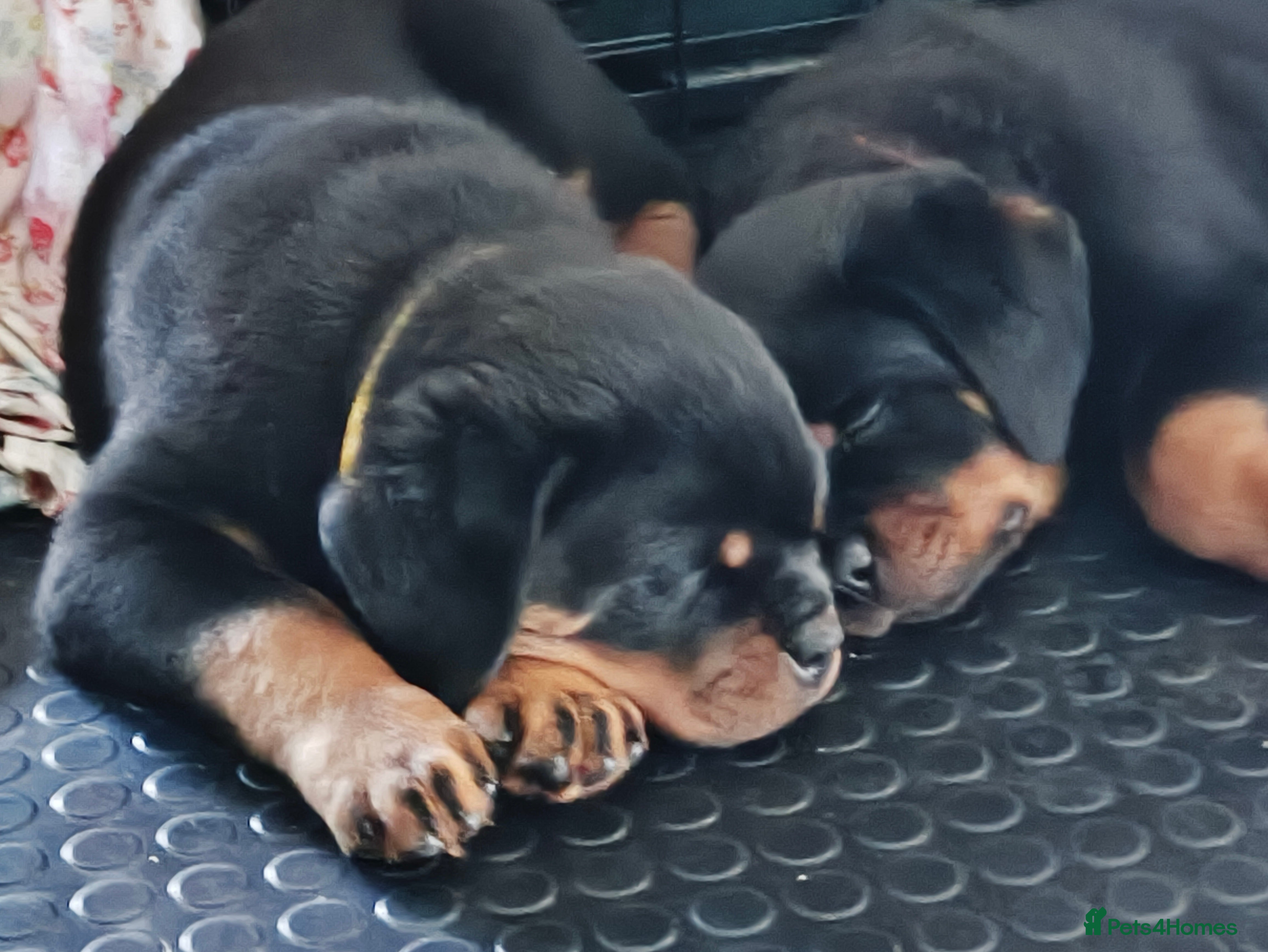 Rottweiler dogs KC registered rottweiler puppies - Advert 15