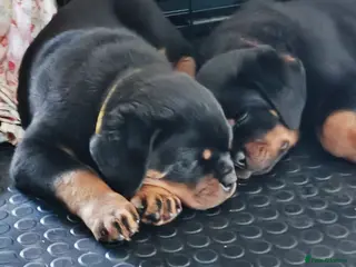 Rottweiler dogs KC registered rottweiler puppies - Advert 15