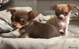 Chihuahua dogs for sale: CHIHUAHUA PUPPIES - Image 10