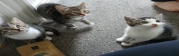 Mixed Breed cats for sale: kittens in Hitchin - Advert 4