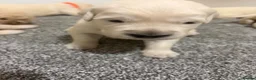 Golden Retriever dogs for sale: Beautiful healthy puppies - Advert 27