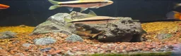 Other/Mixed Breed fish for sale: 55ltr Freshwater Fish Tank with Supplies in Birkenhead - Advert 4