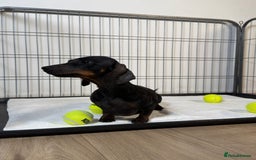 Miniature Dachshund dogs for sale: 🌸 Beautiful Black & Tan Miniature Dachshund 🌸 - Image 8