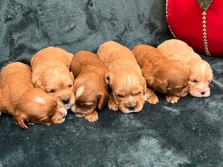 Cavapoo dogs ♥️Fabulous Toy Cavapoo Puppies KC Reg parents✨ - Advert 3