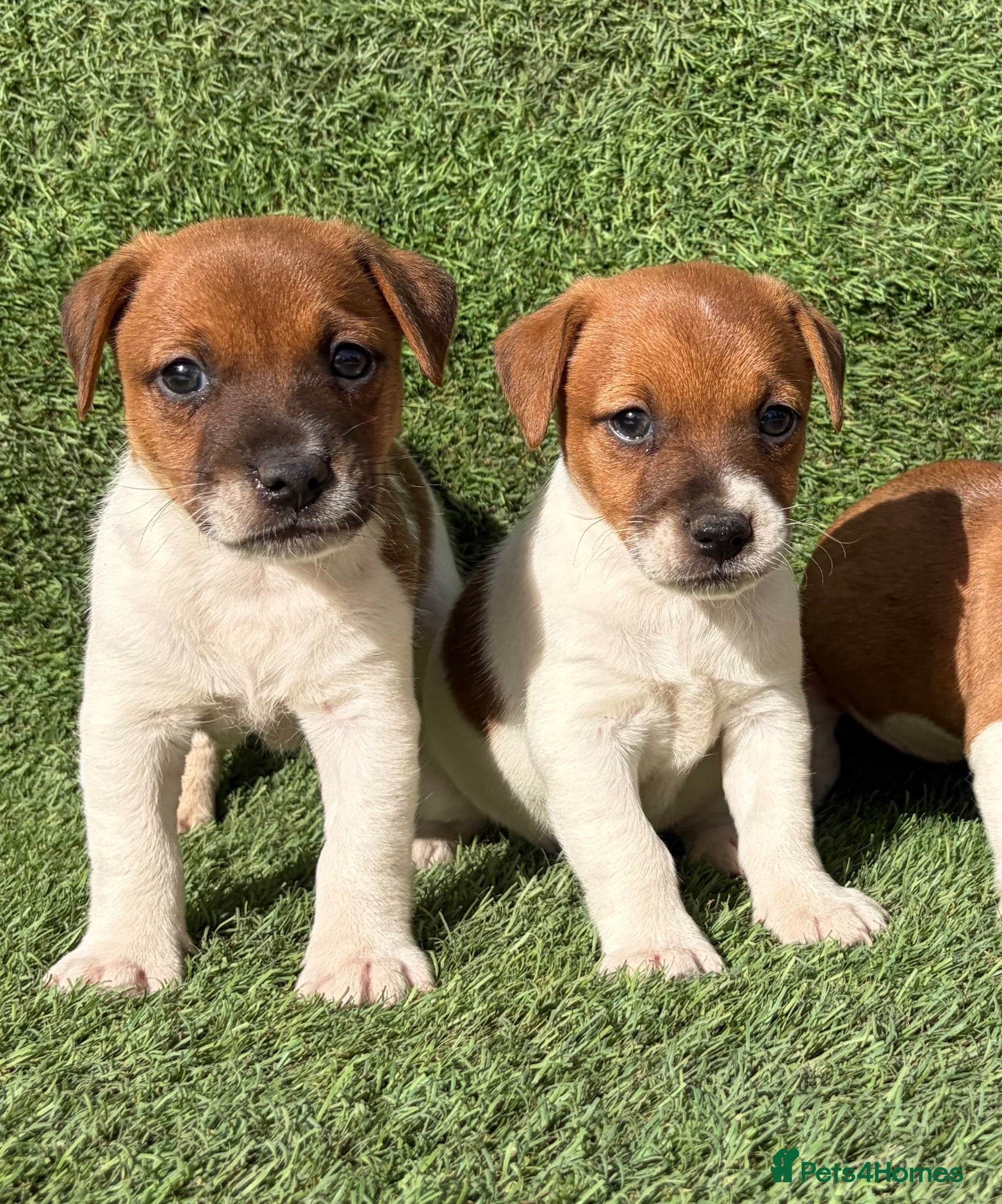 Jack Russell dogs Only 2 still available! Pure breed short tail   - Advert 1