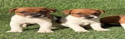 Jack Russell dogs for sale: Pure breed short tail Jackrussell pups  - Advert 10