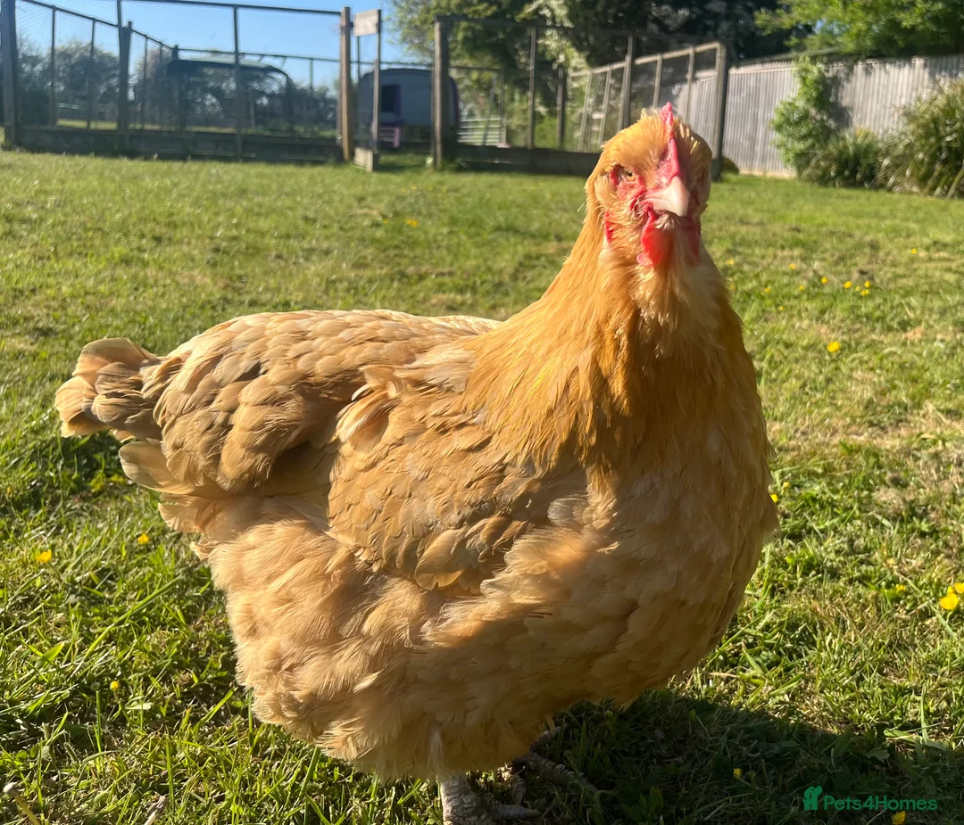 Mixed Breed livestock for sale: Chickens - Advert 2