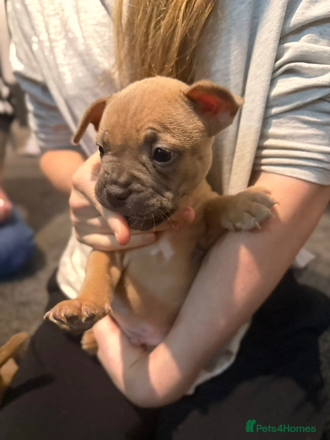 Mixed Breed dogs for sale: Puppies for sale  - Advert 7