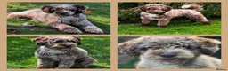 Labradoodle dogs for stud: Miniature Poodle Stud Dog DNA Tested Somerset - Advert 14