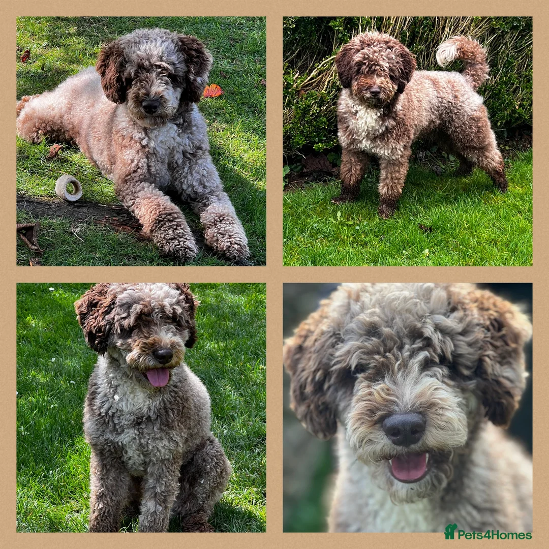 Labradoodle dogs for stud: Miniature Poodle Stud Dog DNA Tested Somerset - Advert 1