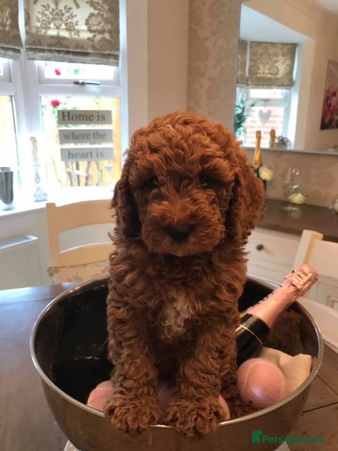 Cockapoo dogs for sale: Cockapoo puppies. Fully DNA tested.  - Image 10