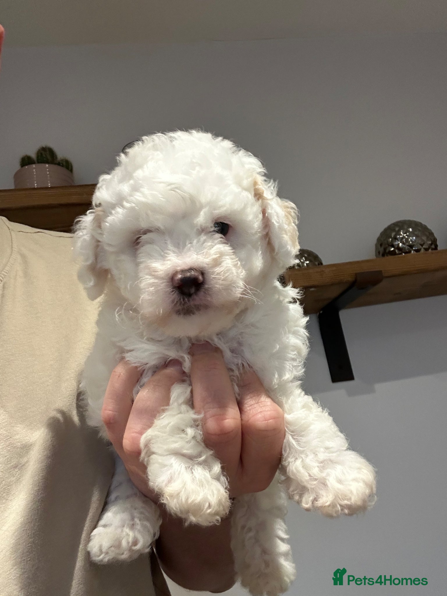 Maltipoo dogs  Maltipoo pups - Advert 2