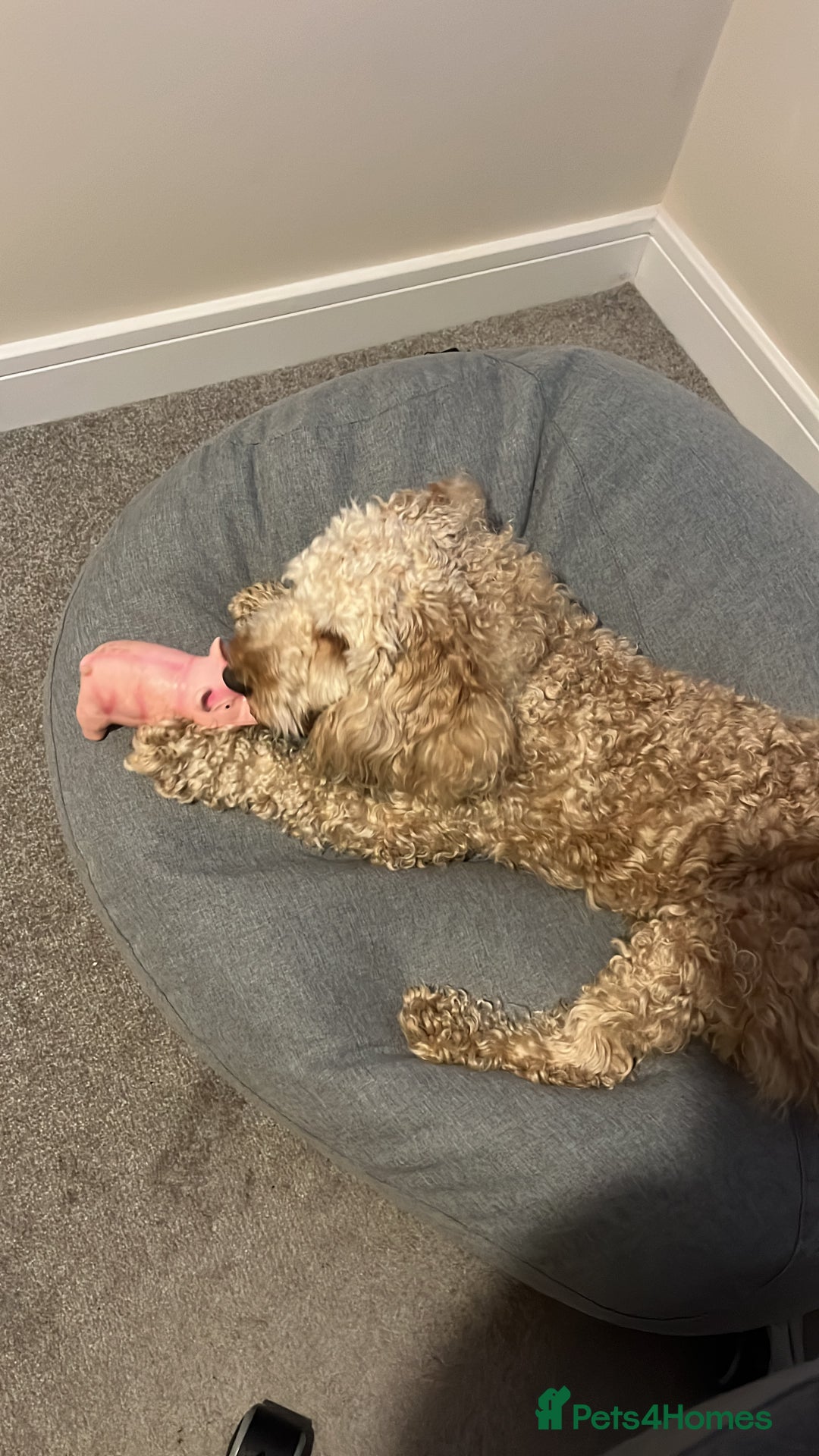 Cockapoo dogs for sale: Teddy Cockapoo - Aged 4 for rehoming. FREE - Advert 5