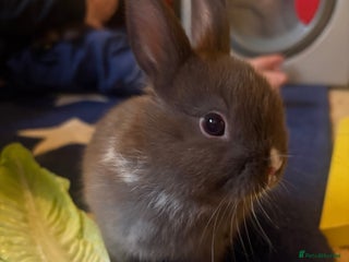 Netherland Dwarf rabbits Sweet boy Netherland dwarf bunny ready Dec 13th - Advert 6