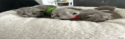 British Shorthair cats for sale: Gorgeous British shorthair kittens  - Advert 19