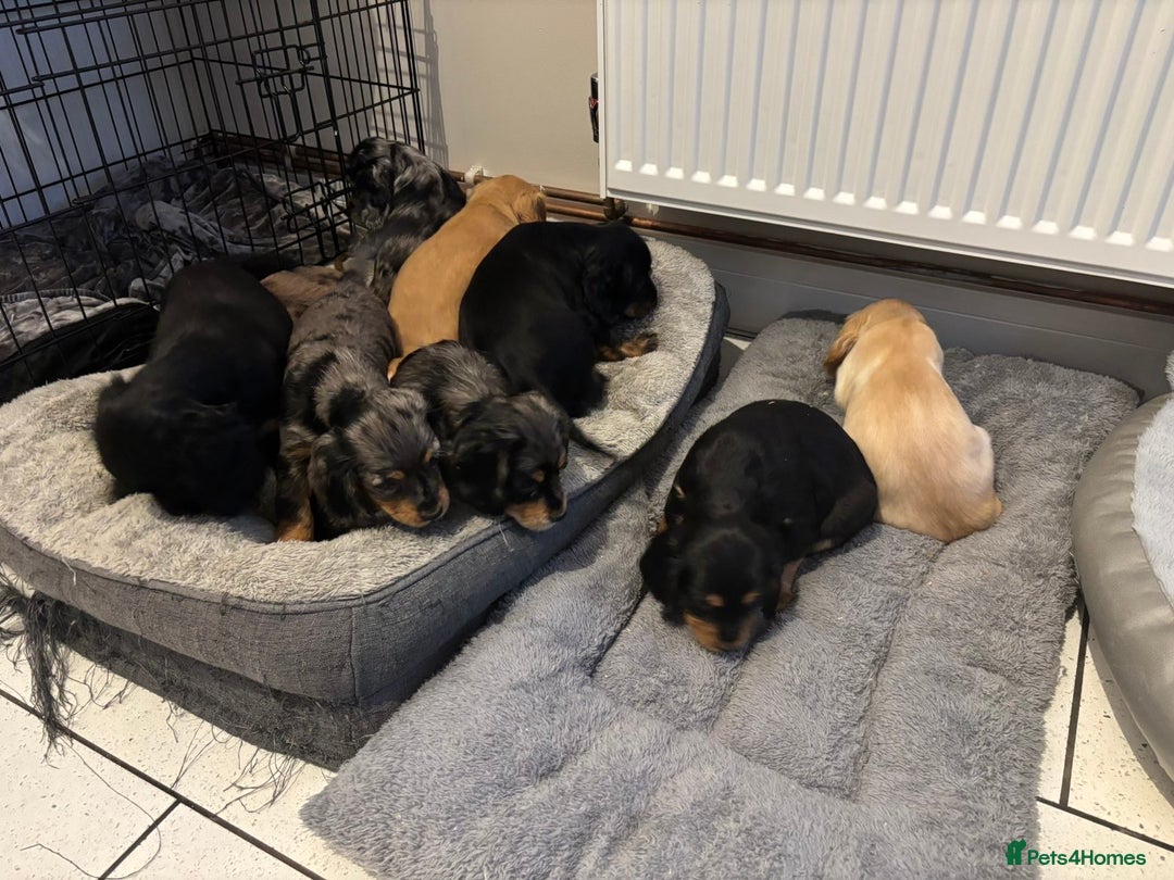Cocker Spaniel dogs for sale: Cute show type very rare colours dna health tested - Image 2