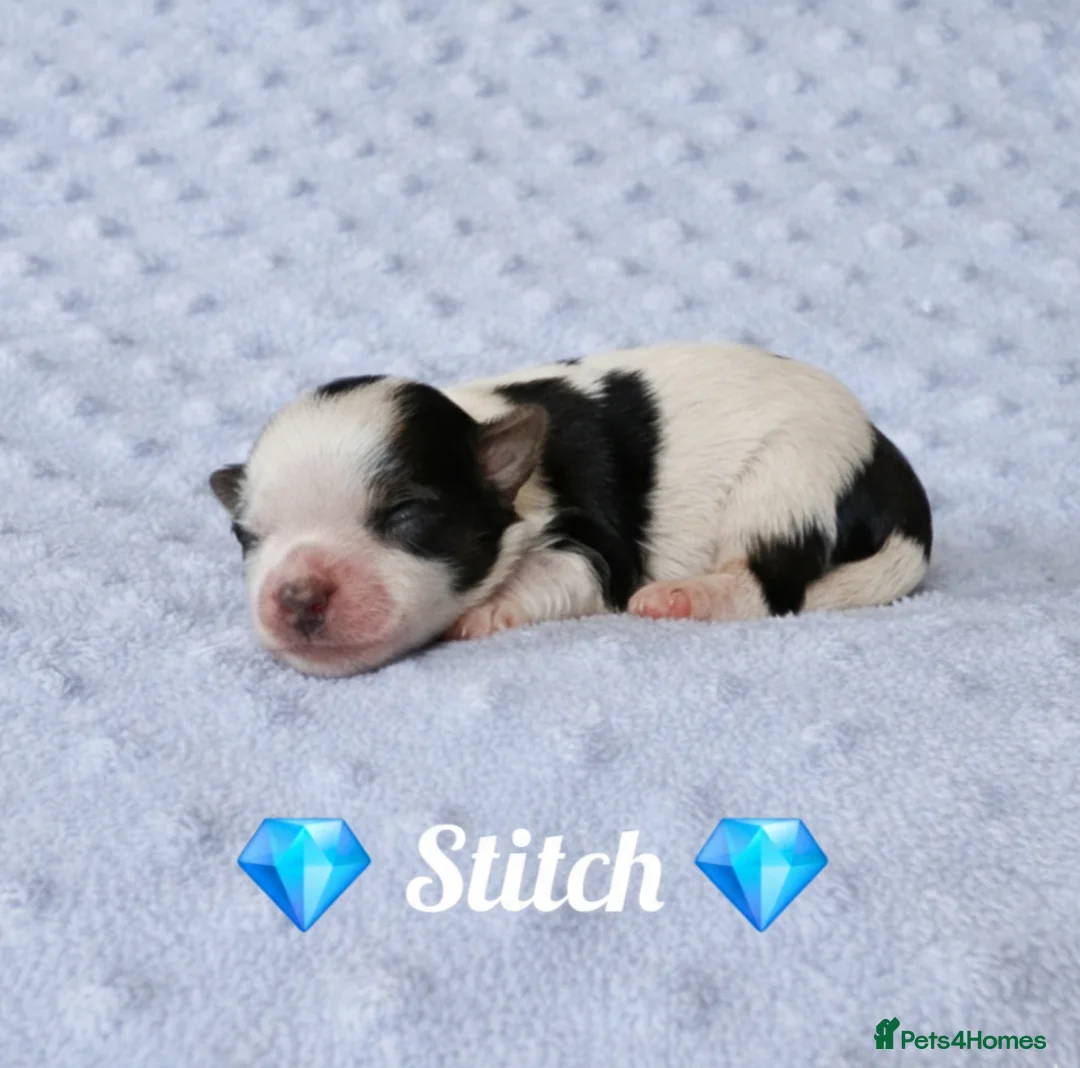 Yorkshire Terrier dogs for sale: Beautiful Biewer Terrier 🥰 in Redruth - Advert 7