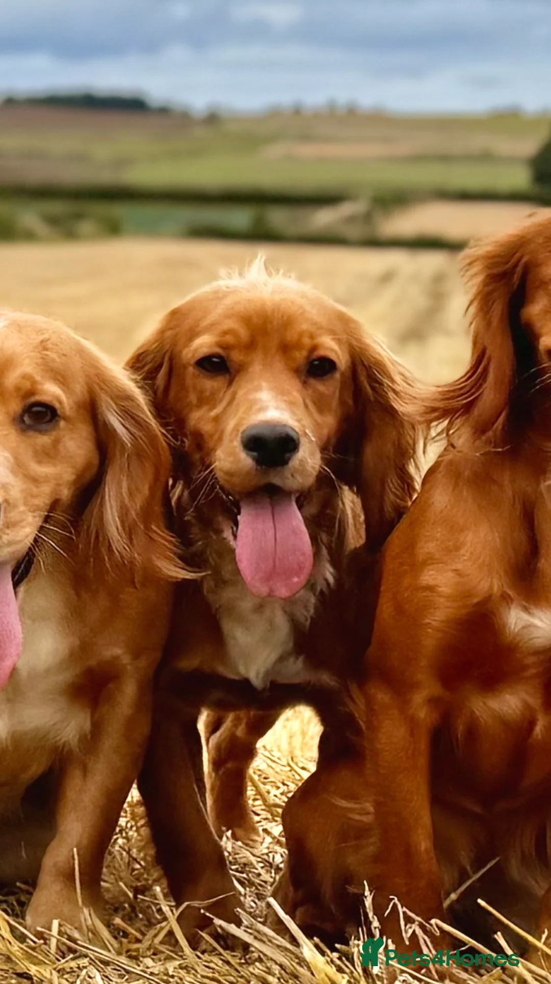 Cocker Spaniel dogs for sale: KC Working Cocker Spaniel Puppies in North Berwick - Advert 5