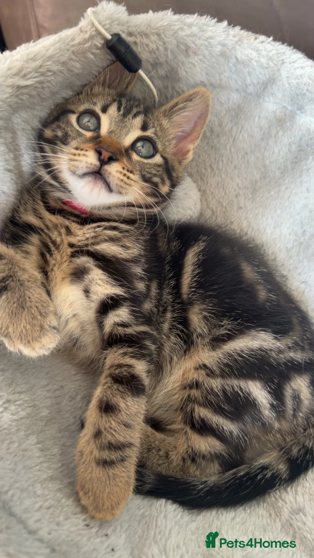 Mixed Breed cats for sale: Female Bengal X Maine Coon - Advert 7
