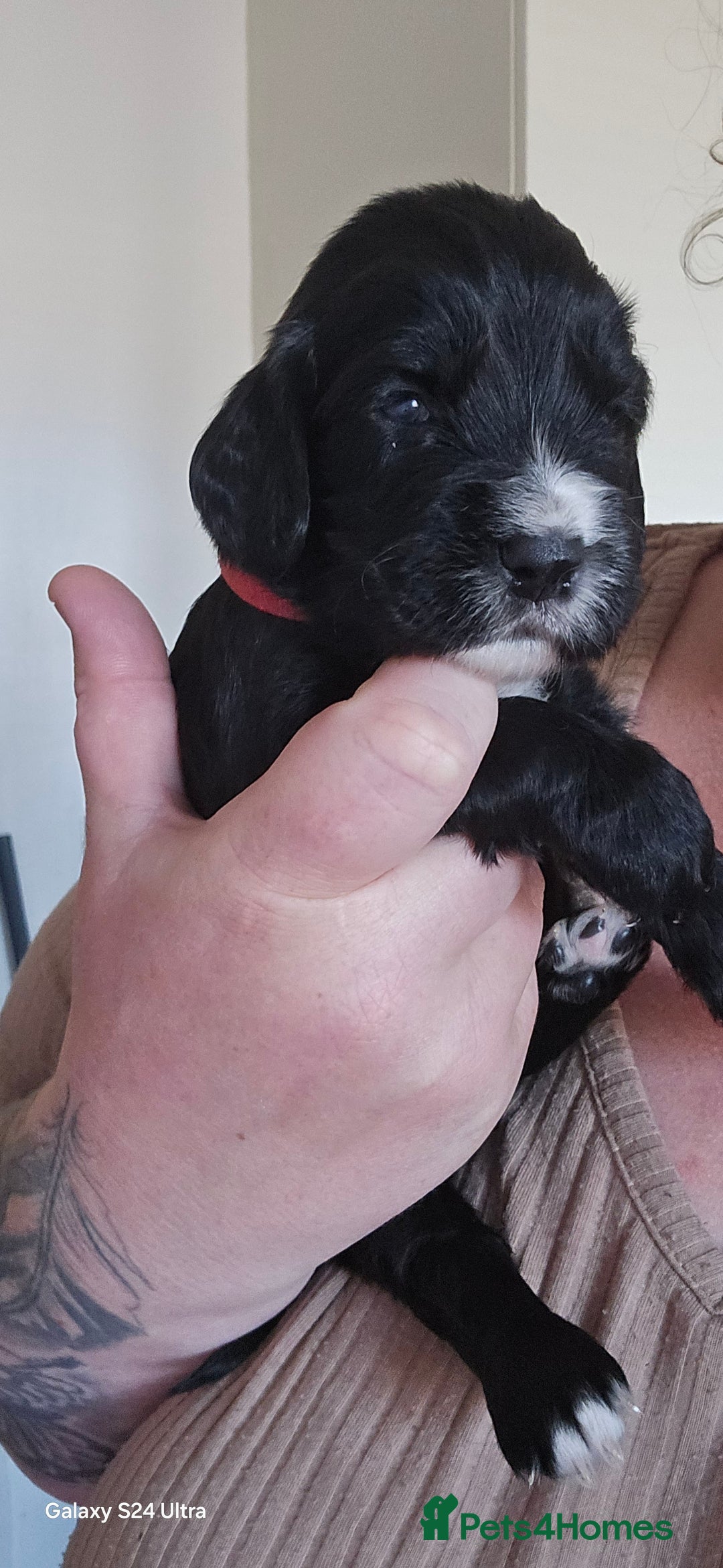 Cocker Spaniel dogs for sale: Cocker spaniel puppies 🐶  - Image 7