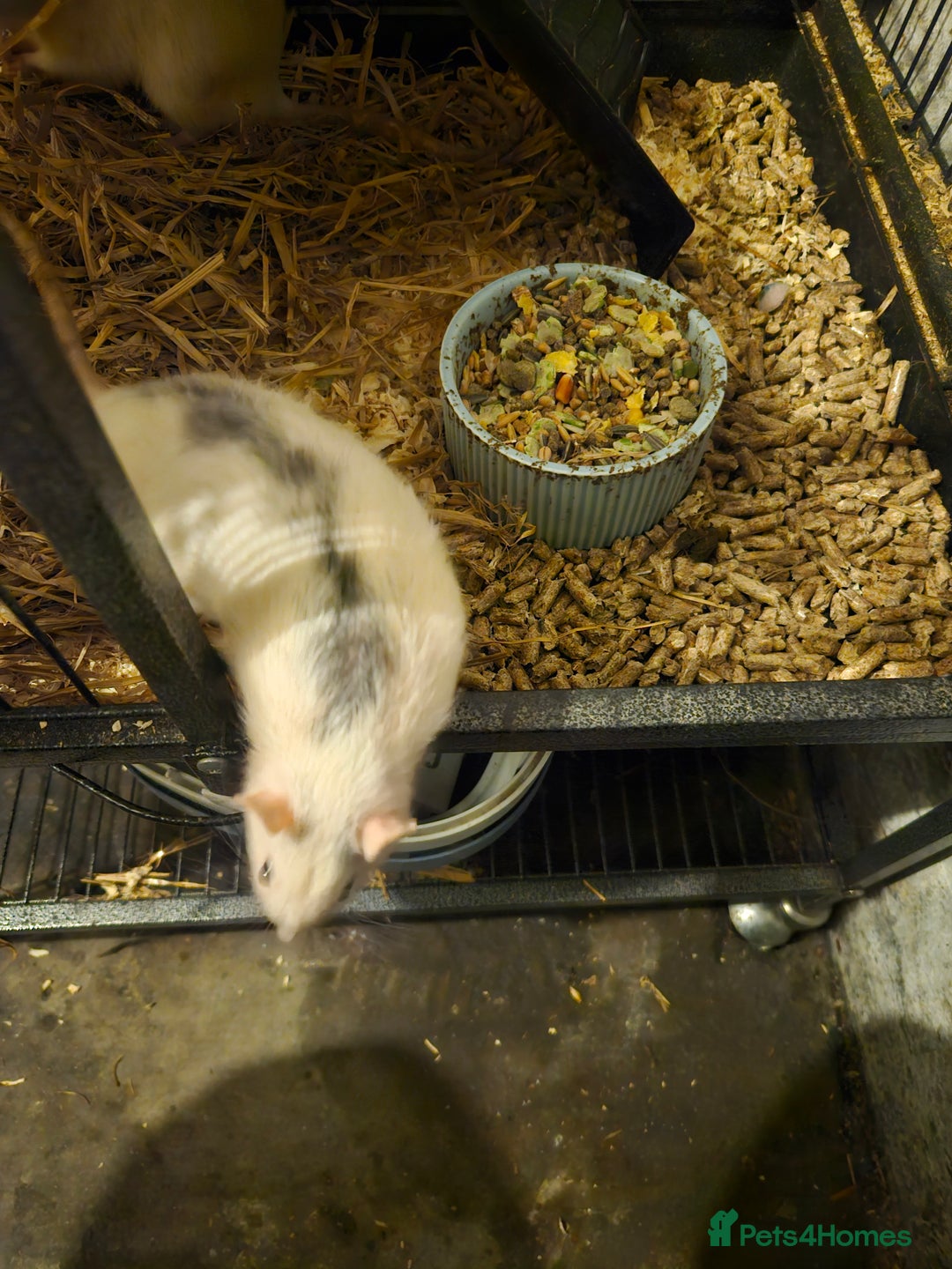 Rat rodents for sale: 2 rats  - Advert 3