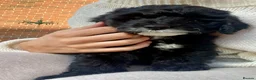 Bordoodle dogs for sale: Stunning F1b Bordoodle Puppies - Advert 17