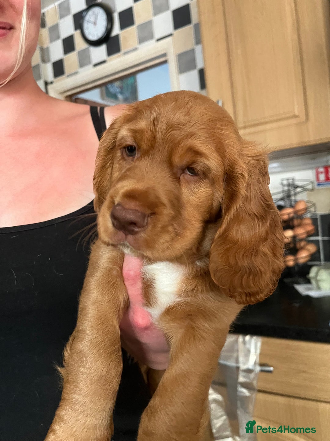 Cocker Spaniel dogs for sale: Heath tested working cocker pups  - Image 3