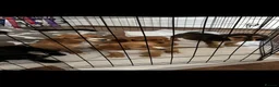 Cocker Spaniel dogs for sale: Cocker spaniel puppies  - Advert 8