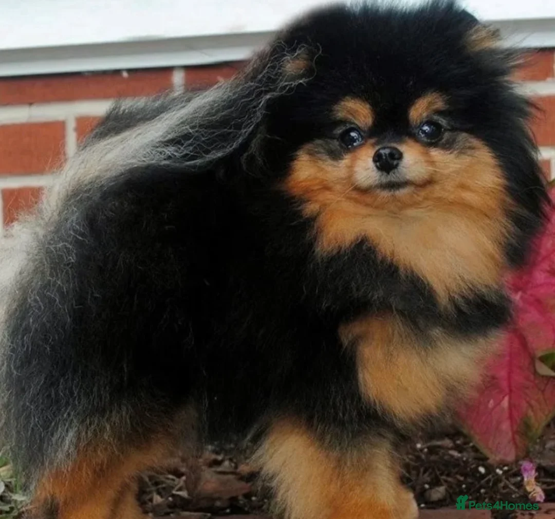 Pomeranian dogs for sale: Teeny tiny male Pomeranian - Advert 8