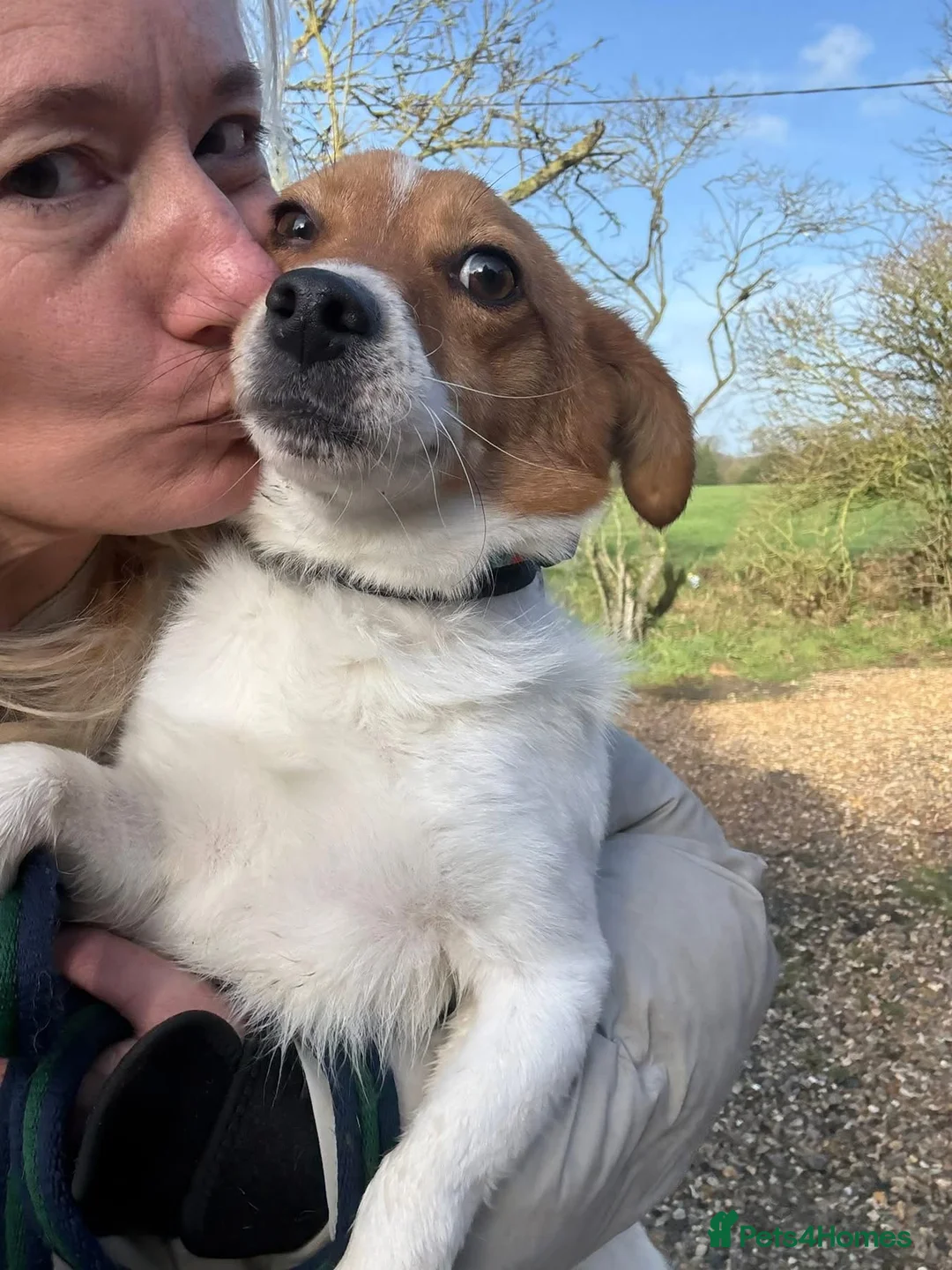 Mixed Breed dogs for adoption: Salt - Norwich Norfolk  - Advert 3