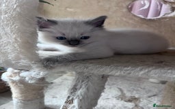 Ragdoll cats for sale: Pure breed ragdolls - Image 3
