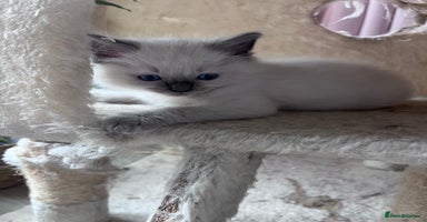 Ragdoll cats - Advert 3