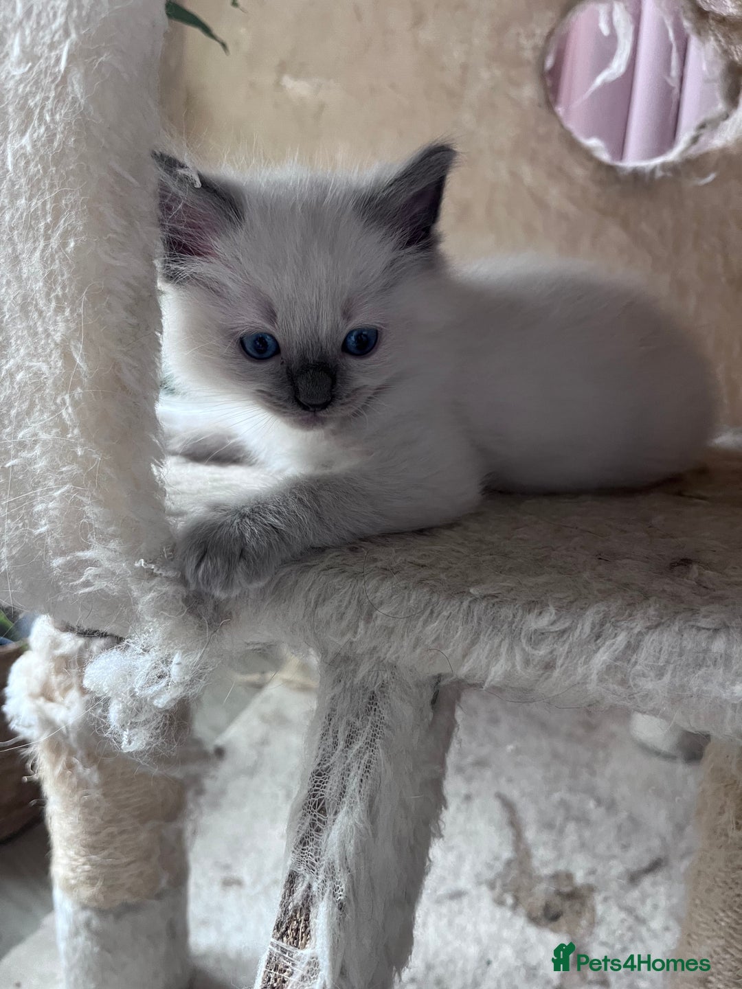 Ragdoll cats for sale: Pure breed ragdolls - Image 3