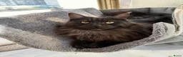 Maine Coon cats for sale: Active tica registered smoke female  - Advert 3