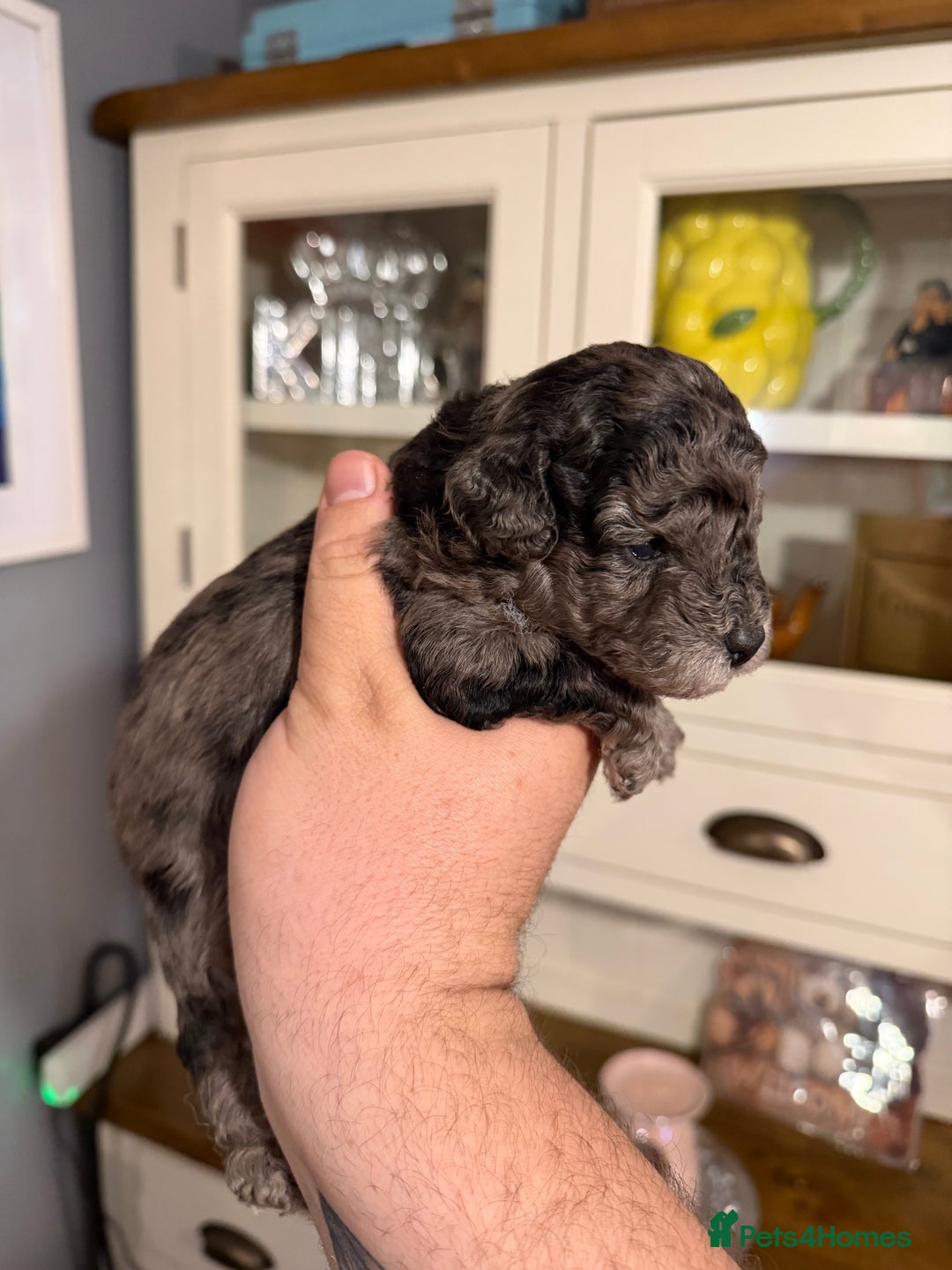 Toy Poodle dogs for sale: Gorgeous toy poodles  - Advert 4