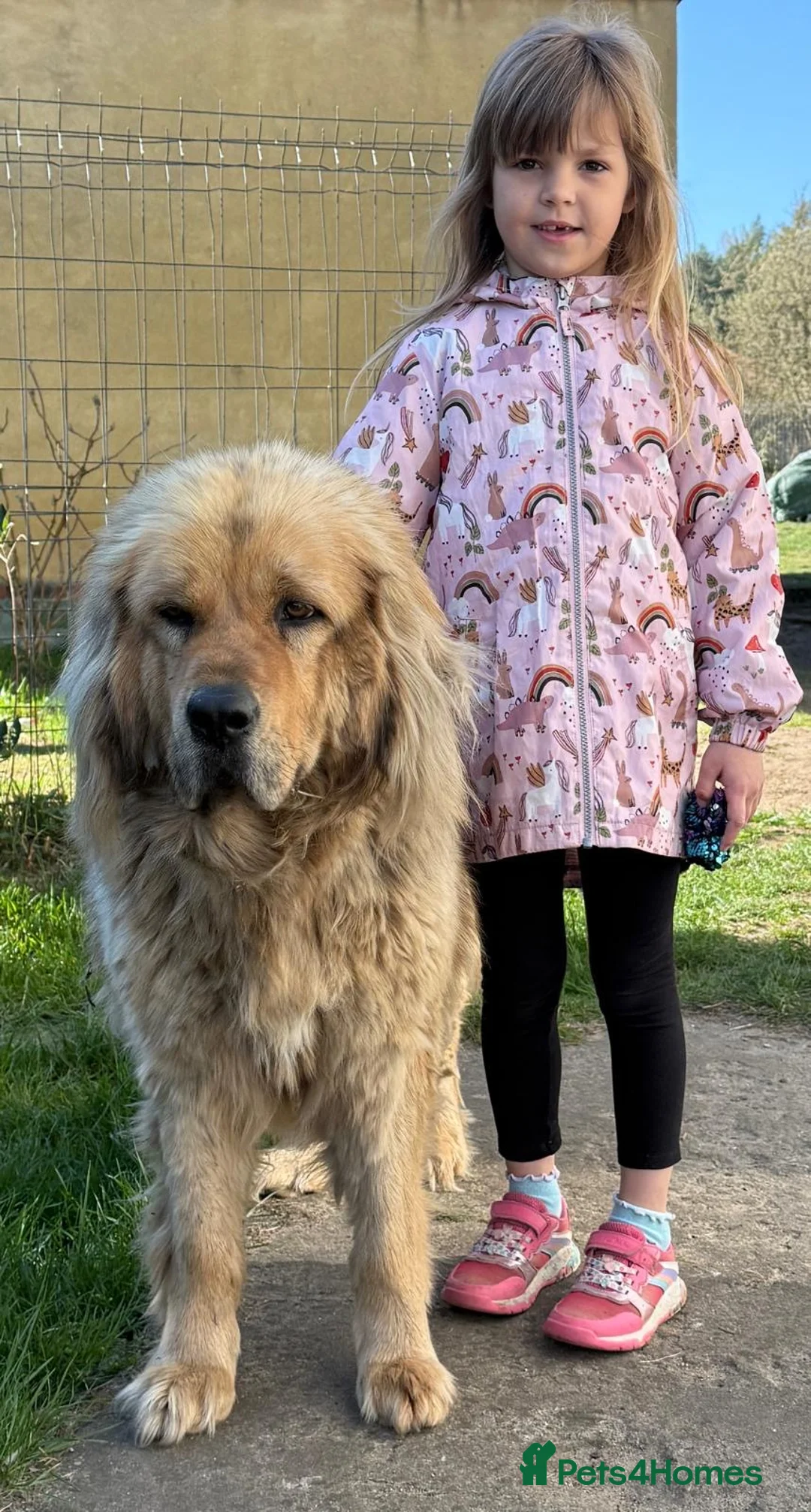 Tibetan Mastiff dogs for sale: Beautiful gold girl  - Advert 8