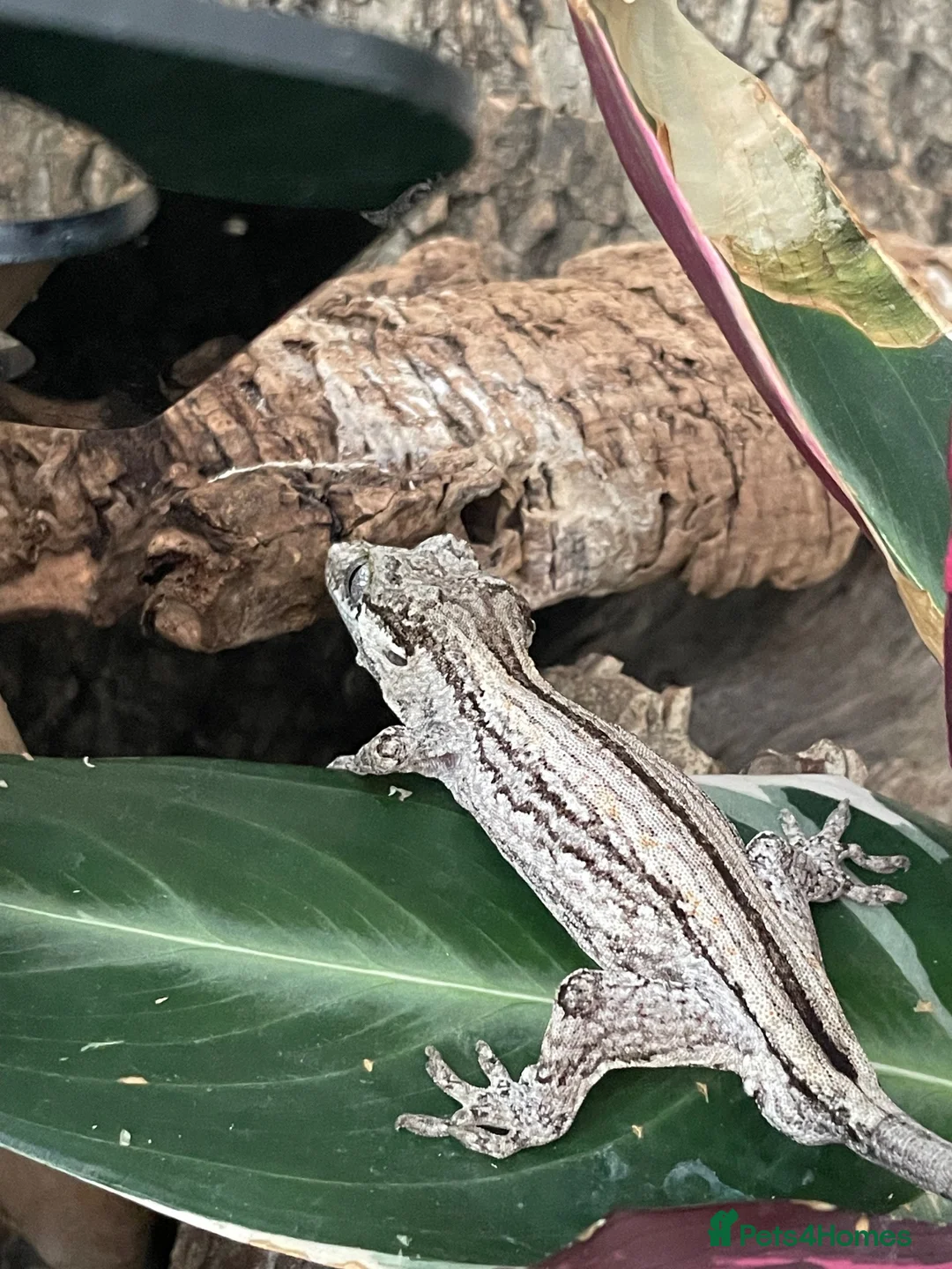 Gecko reptiles for sale: Gargoyle Gecko - Advert 5