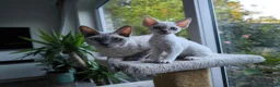 Devon Rex cats for sale: Devon Rex point💙blue eyes💙 - Advert 4