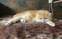 British Shorthair cats for stud: BSH stud, Golden shaded, Emerald eyes, NY 11 - Image 6