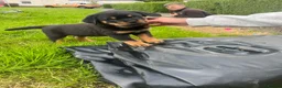 Rottweiler dogs for sale: German x Hungarian Rottweiler puppies - Advert 4