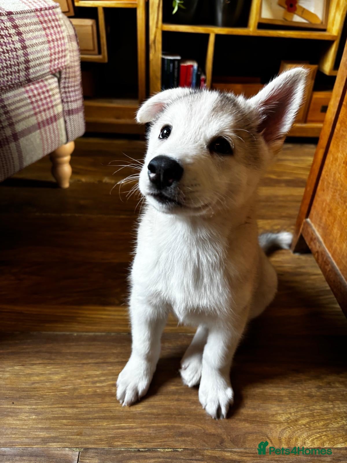 Saarloos Wolfdog dogs Amazing Low Content Wolfdog Puppy  - Advert 1