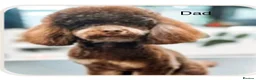 Cavapoo dogs for sale: Outstanding F1b Cavapoo puppies - Advert 7